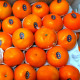 Wokam Oranges