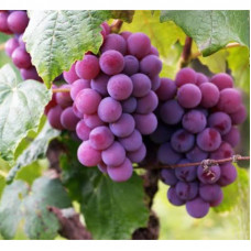 Grapes